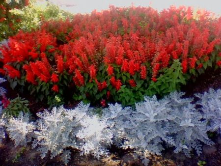 Salvia: foto av blomster, frøplanter, når du skal plante