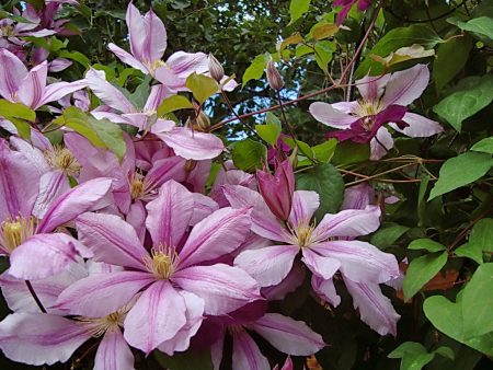 Clematis varieties para sa paglalarawan ng rehiyon ng Moscow