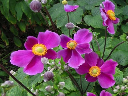 Anemone Care