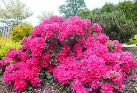 Rododendrons: vorstbestendige variëteiten