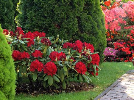 Rododendrons: vorstbestendige variëteiten