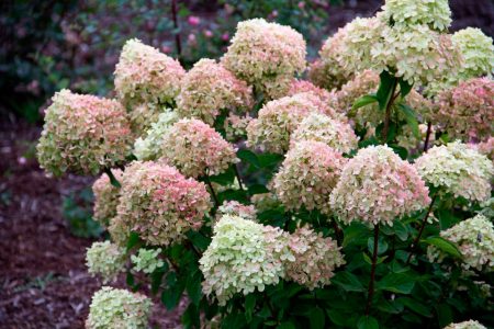 Panicle hortensia de beste karakterene for Moskva-regionen