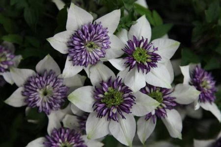 Clematis, variëteiten voor de regio Moskou: beschrijving, foto