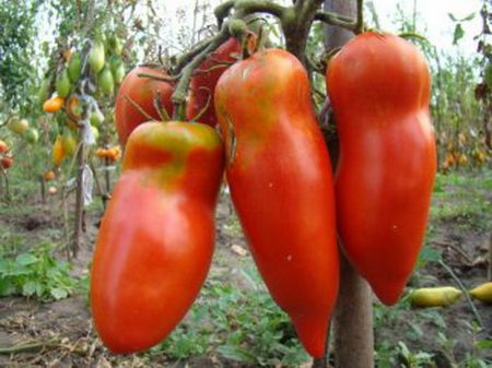 Nieuwe variëteiten tomaten van Siberische selectie voor 2016