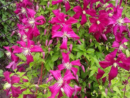 Clematis, mga uri para sa rehiyon ng Moscow