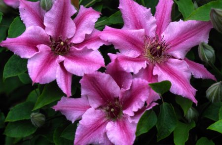 Clematis, variëteiten voor de regio Moskou: beschrijving, foto