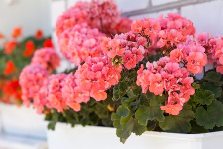 Hoe zorg je thuis voor geraniums in de winter