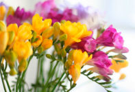 freesia buitenteelt en verzorging