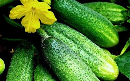 Mga pipino para sa bukas na lupa para sa rehiyon ng Moscow