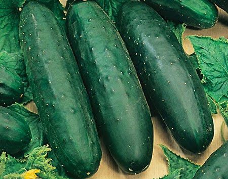 Mga pipino para sa bukas na lupa para sa rehiyon ng Moscow