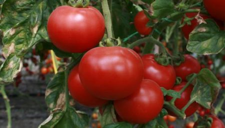 Nieuwe variëteiten tomaten van Siberische selectie voor 2016