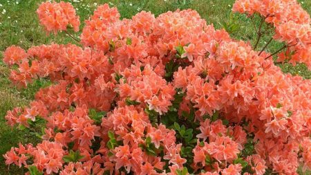 Rododendrons in de buitenwijken: landing en verzorging