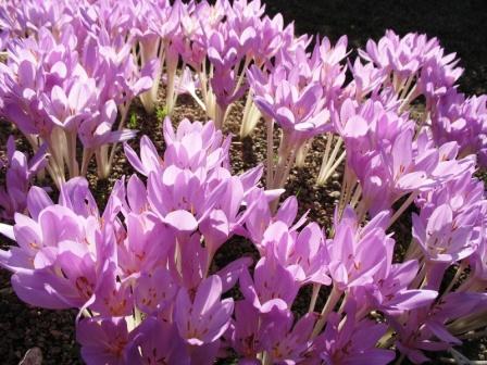 colchicum