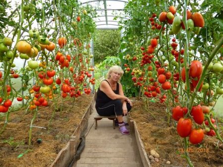 Tomaten uit polycarbonaat