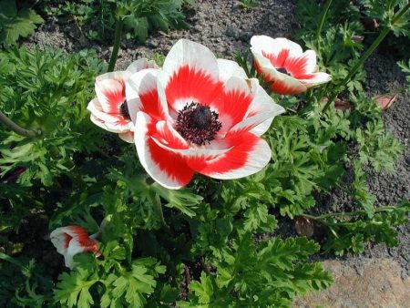 Anemone, landing og stell