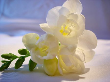 freesia