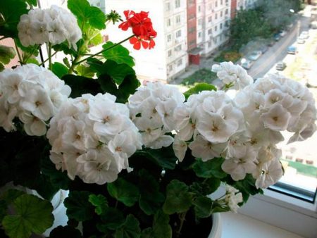 Hoe zorg je thuis voor geraniums in de winter