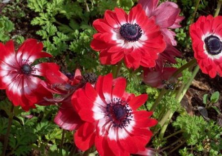 Anemone, landing og stell i det åpne bakken, foto