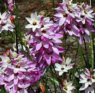 Ixia planten en verzorging buitenshuis