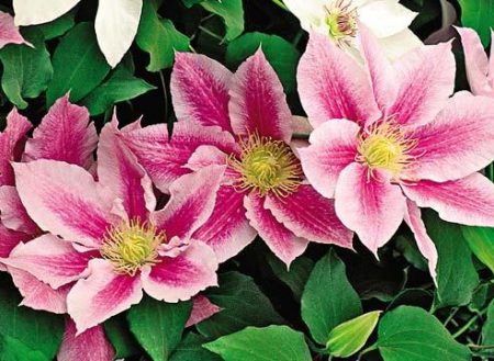 clematis