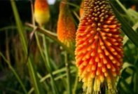 meerjarige bloemen voor een zomerresidentie