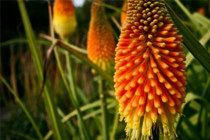 meerjarige bloemen voor een zomerresidentie