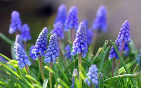 muscari