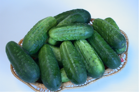 Mga pipino para sa bukas na lupa para sa rehiyon ng Moscow