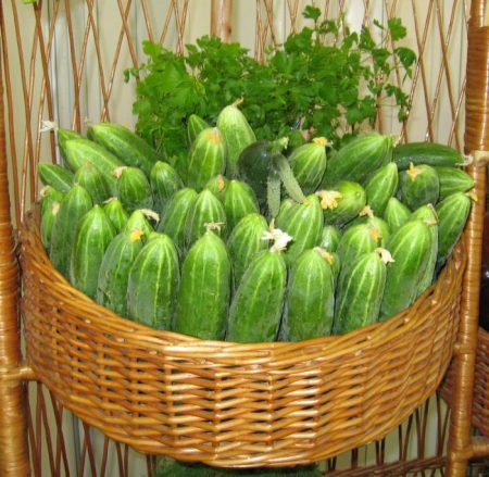 pipino