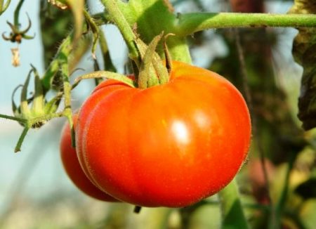 De beste variëteiten tomaten voor kassen in de buitenwijken