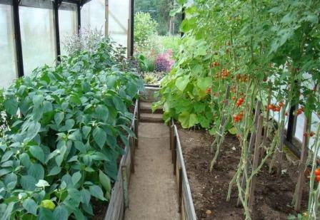 mga kamatis at sili sa isang greenhouse