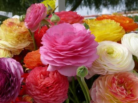 ranunculus planten en zorg in de volle grond