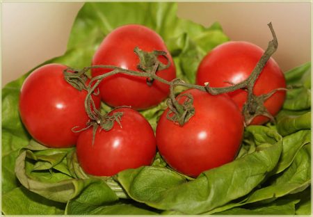 Tomaten voor de serre van polycarbonaatkwaliteit