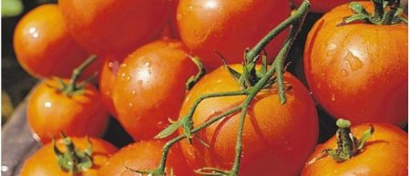 De beste variëteiten tomaten voor 2017