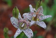 tigridia buiten planten en verzorging