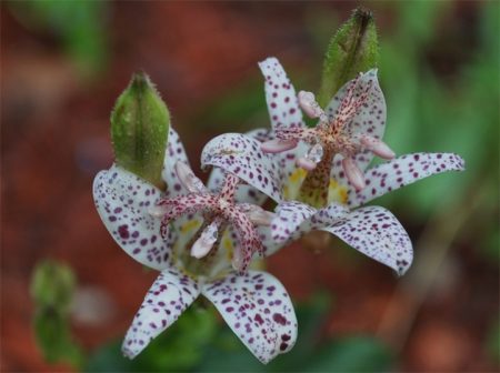 tigridia buiten planten en verzorging