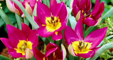 tulp