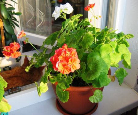 Hoe zorg je voor geraniums