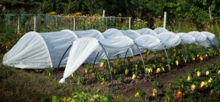 Greenhouse Sneeuwklokje, beoordelingen, verschrikkelijk of niet