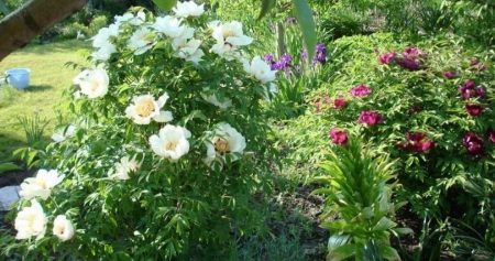 Tree peony, pagtatanim at pangangalaga sa bukas na lupa