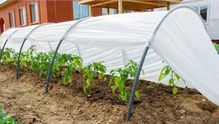 kung paano magtakda ng isang snowdrop ng greenhouse