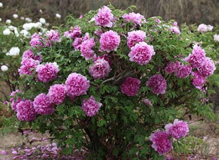 boompioen in de tuin