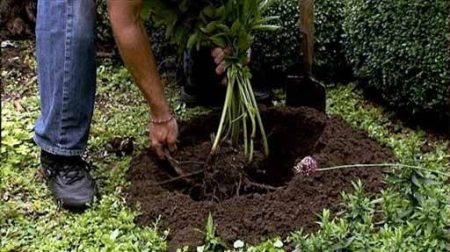 pioenrozen planten in de tuin