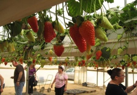 pag-aayos ng sarili ng hydroponics