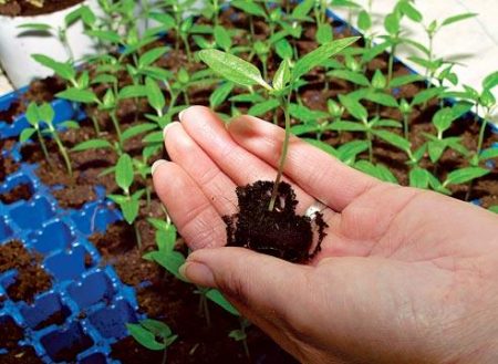 De timing van het planten van peperzaailingen in 2017