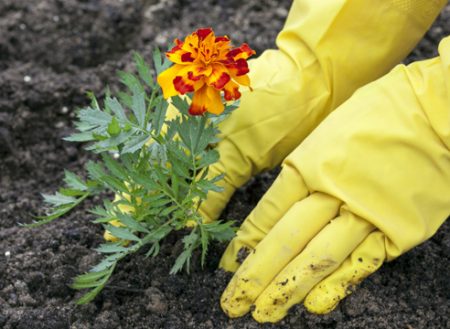 Wanneer goudsbloemen planten in zaailingen in 2017