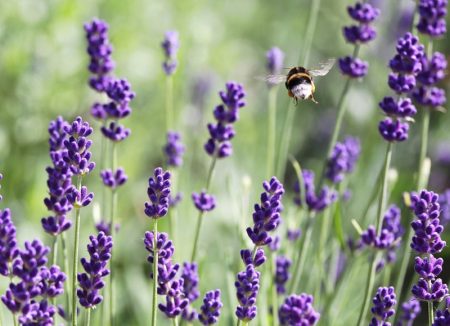 Lavendel: vokser fra frø hjemme