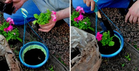 Dyrking av Petunia frø når du skal plante