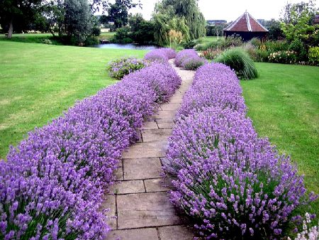 Lavender: lumalaki mula sa mga buto sa bahay