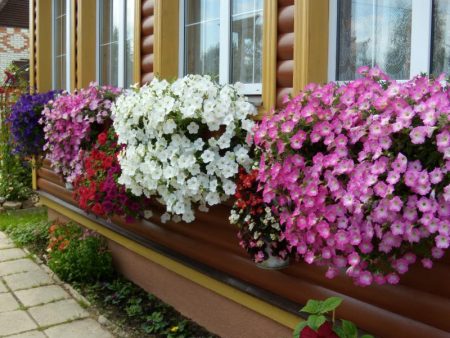 Petunia zaadteelt wanneer te planten